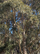 Tall cypress trees in a cypress grove with a clear blue sky in the background