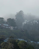 Houses nestled among trees on a foggy hillside in Sausalito, California. 