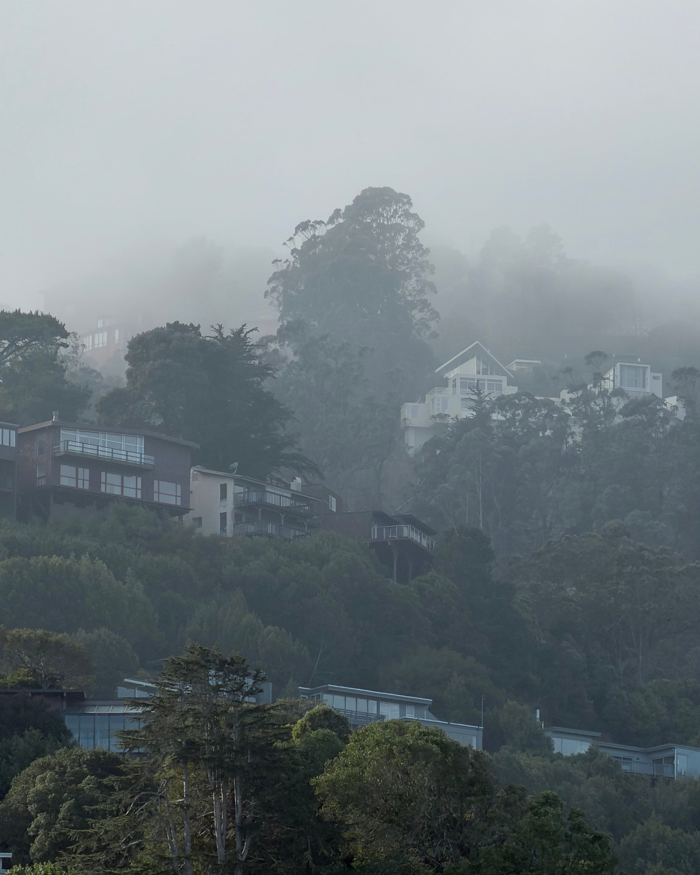 Houses nestled among trees on a foggy hillside in Sausalito, California. 
