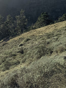 A sage-green hillside of windswept grasses and coastal scrub in the Marin Headlands, with pine trees along the ridge and fog settling over the hills beyond.