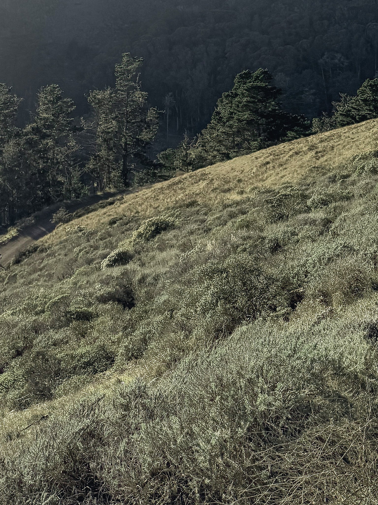A sage-green hillside of windswept grasses and coastal scrub in the Marin Headlands, with pine trees along the ridge and fog settling over the hills beyond.