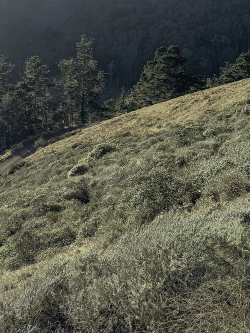 A sage-green hillside of windswept grasses and coastal scrub in the Marin Headlands, with pine trees along the ridge and fog settling over the hills beyond.