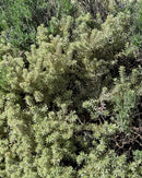 Close-up of a bush with green leaves