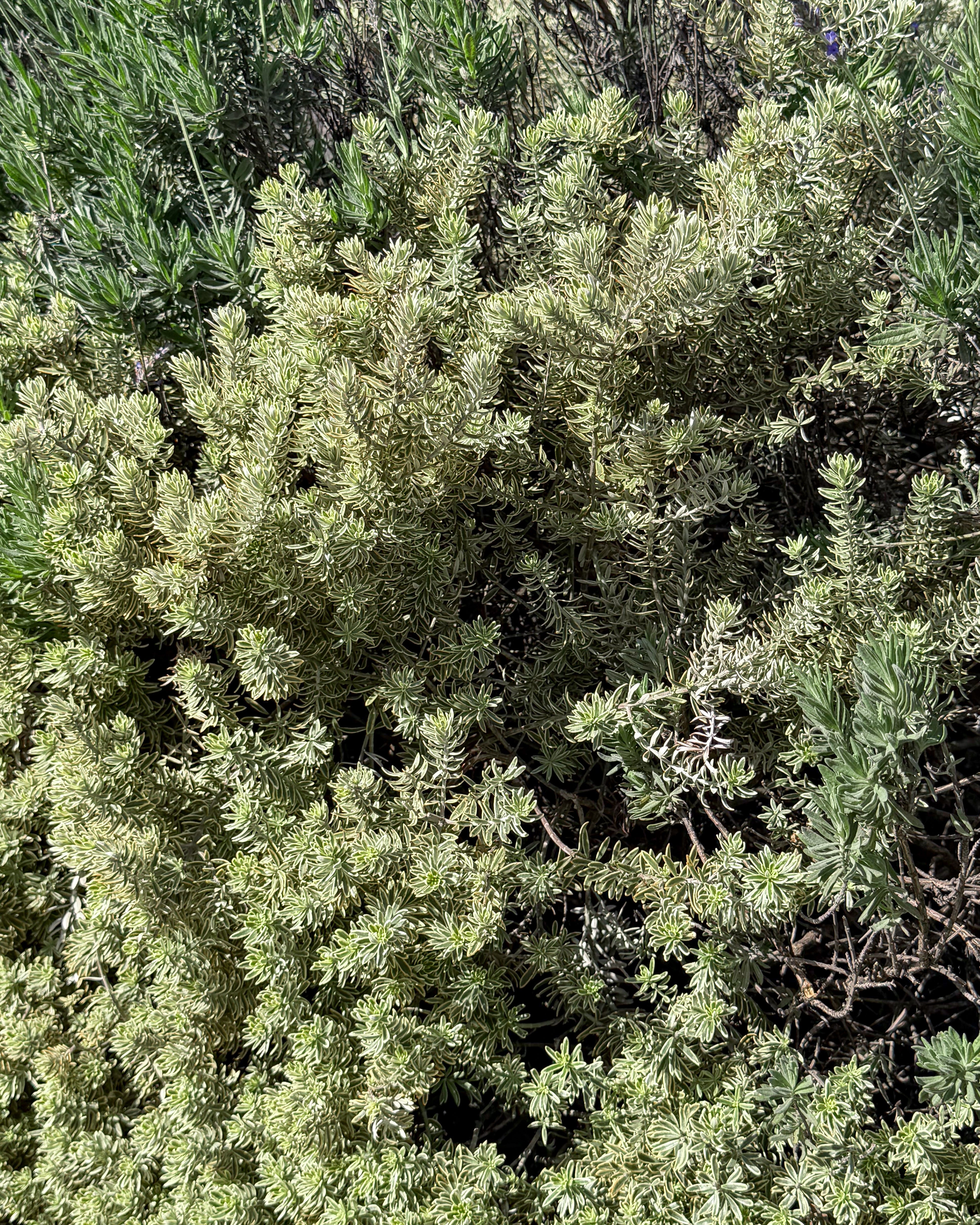 Close-up of a bush with green leaves