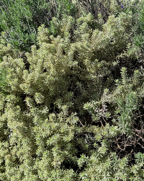 Close-up of a bush with green leaves